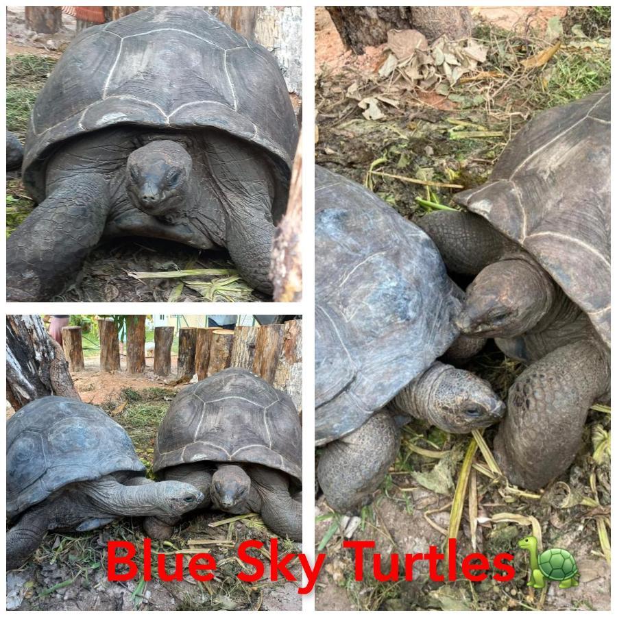 Blue Sky Self Catering * Grand Anse (Praslin)